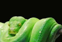 Czy warto znać Pythona?