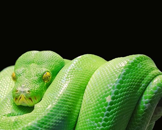 Jak uruchomić kod w Python?