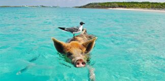 Czy Bahamy to raj podatkowy?
