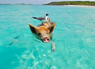 Czy Bahamy to raj podatkowy?